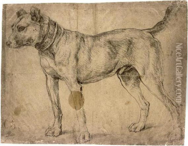 Study Of A Hound, In An Ornate Collar Oil Painting - Giacomo Antonio Moro