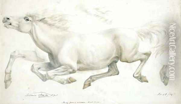 Study from a celebrated Arab Mare Oil Painting - William Strutt