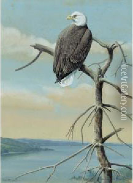 Bald Eagle Oil Painting - Louis Agassiz Fuertes