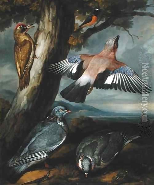 Jay, Green Woodpecker, Pigeons and Redstart Oil Painting - Francis Barlow