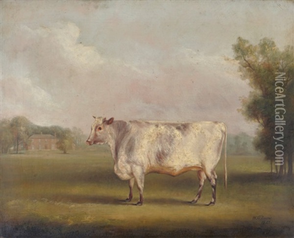 Shorthorn Heifer Standing In A Parkland Oil Painting - William Henry Davis
