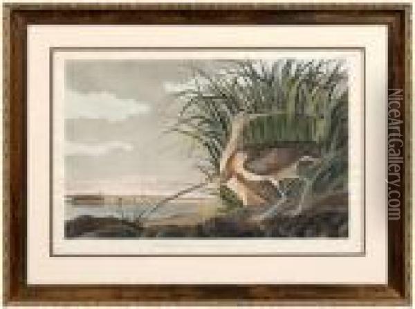 Long Billedcurlew Oil Painting - John James Audubon