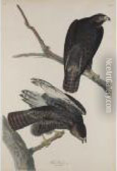 Black Warrior Oil Painting - John James Audubon