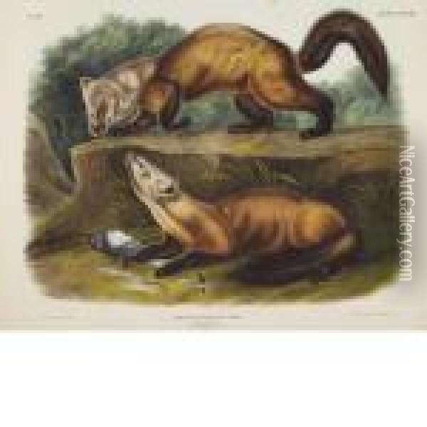 Pine Marten Oil Painting - John James Audubon