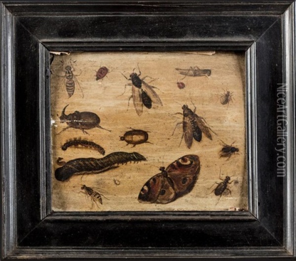 Etude D'insectes (study) Oil Painting - Jan van Kessel the Elder