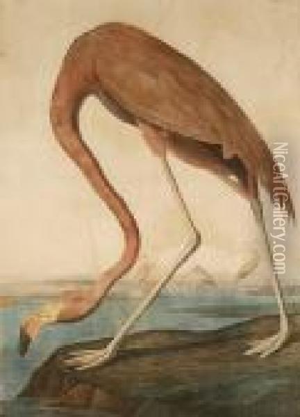 American Flamingo (pl. 375) Oil Painting - John James Audubon