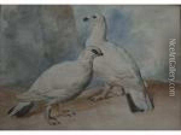 Ptarmigan; Parrots Oil Painting - Aert Schouman