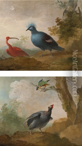 A Helmeted Guinea Fowl And A Black Headed Caique On A Branch And A Red Ibis And A Victoria Crowned Pigeon (pair) Oil Painting - Aert Schouman