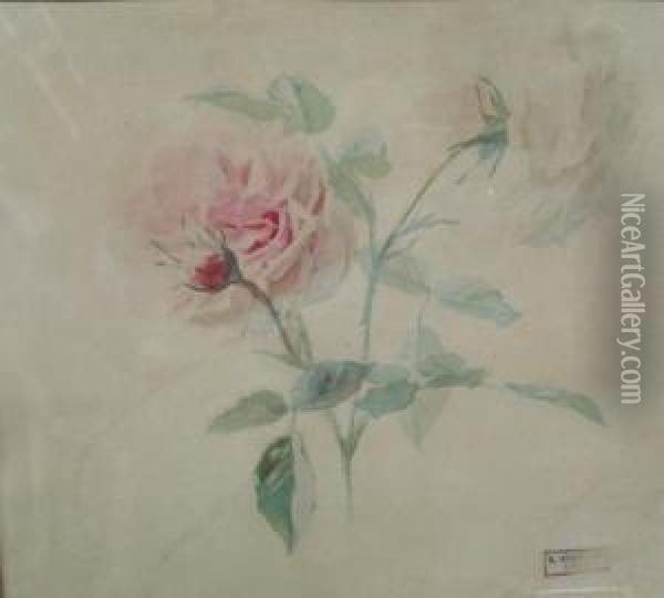 Etude De Roses Oil Painting - Alexis Kreyder