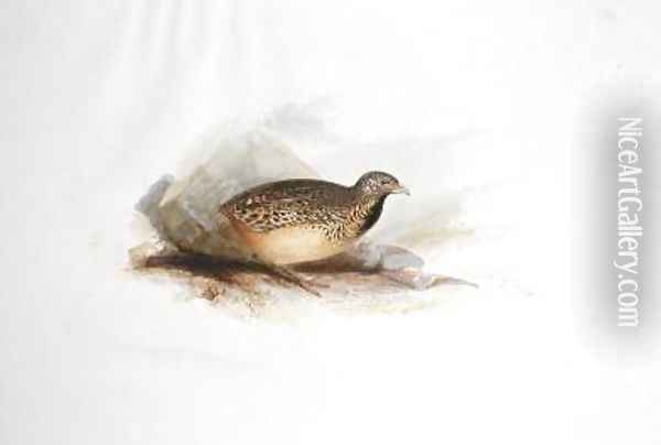 Grouse type Oil Painting - Edward Lear