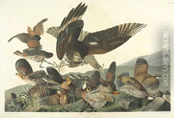 Virginian Partridge (Plate 76) Oil Painting - John James Audubon