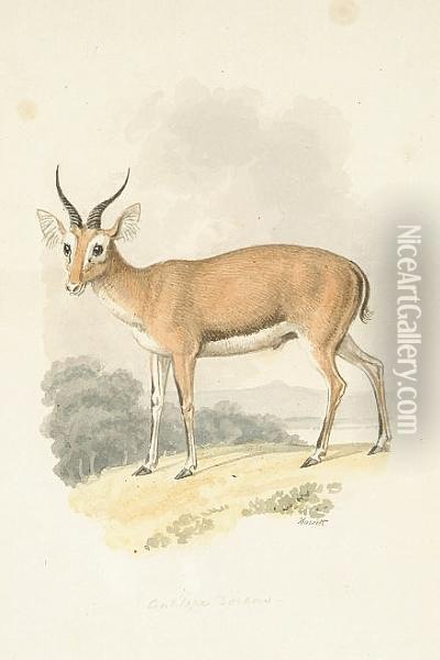 Antelope Dorcas; Antelope Redunca And Four Others, Six Oil Painting - Samuel Howitt