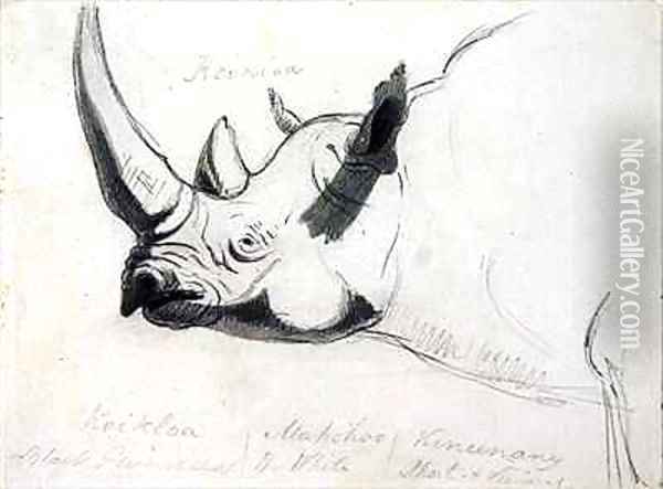 A Rhinoceros head and shoulders facing left Oil Painting - Thomas Daniell