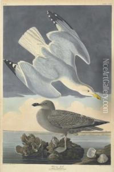 Larus Argentatus Oil Painting - Robert Ii Havell