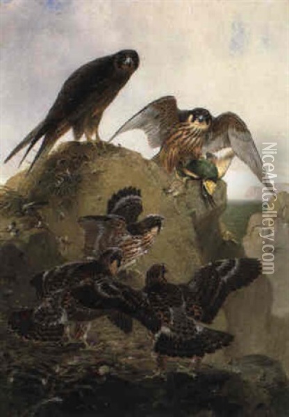 A Pair Of Eleanora's Falcons With Their Young At A Nest Site Oil Painting - Josef Wolf