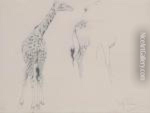 A Study Of Two Giraffes Oil Painting - Wilhelm Kuhnert