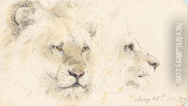 Lion Studies Oil Painting - William Strutt