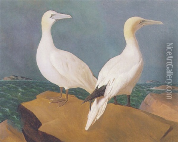 Two Gannets Oil Painting - Wilhelm Von Wright