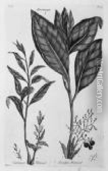 Etchings Of A Botanical Nature Oil Painting - John Hill