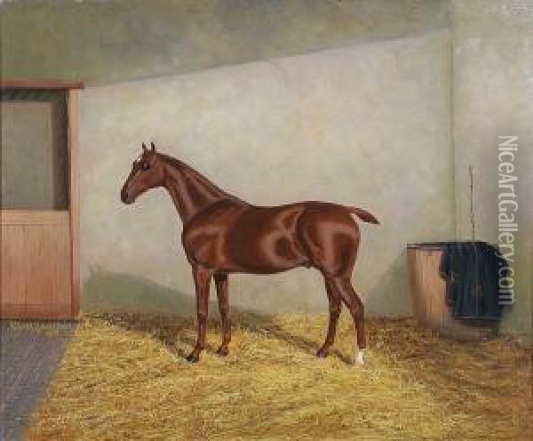 Dark Chestnut Hunter In A Stable Oil Painting - A. Clark