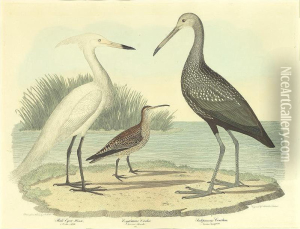 Print Showing Wading Herons Oil Painting - Alexander John Greenlaw