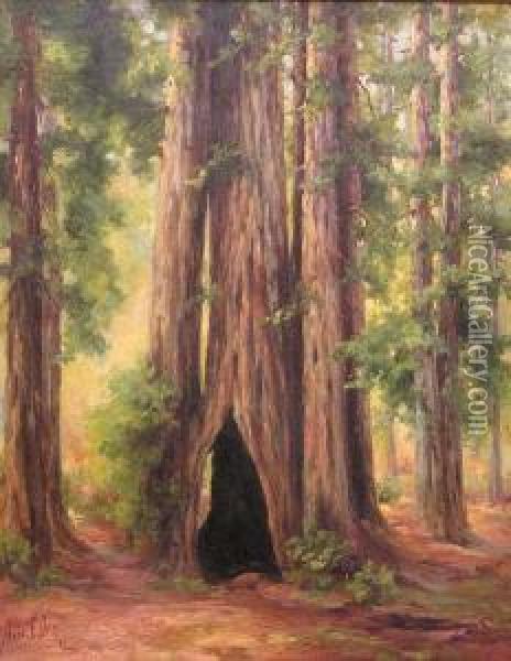 In The Muir Woods Oil Painting - Anna Elizabeth Mathews Doty