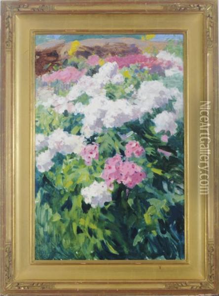 Phlox Oil Painting - Lizbeth Clifton Hunter