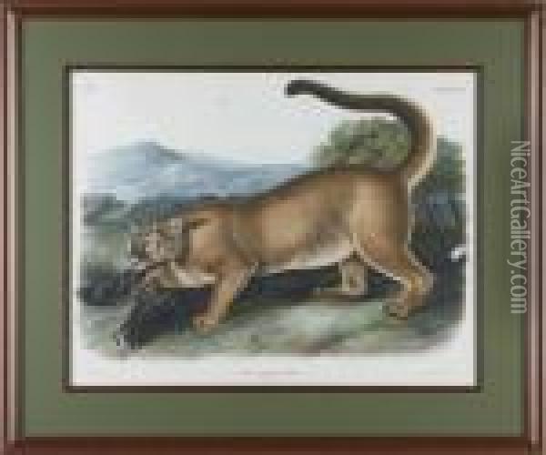 Male Cougar Oil Painting - John James Audubon