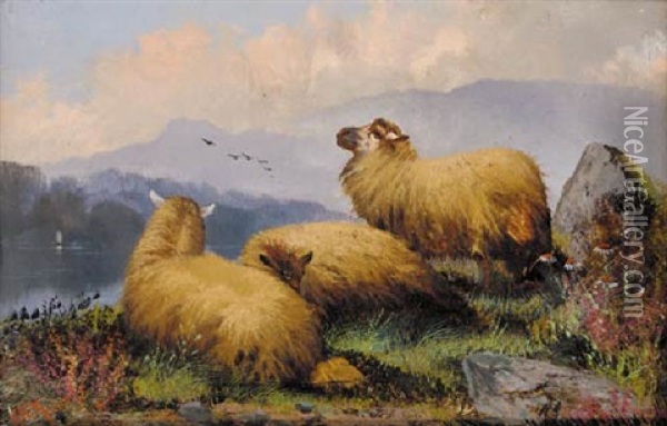 Sheep Resting In A Highland Landscape Oil Painting - John W. Morris