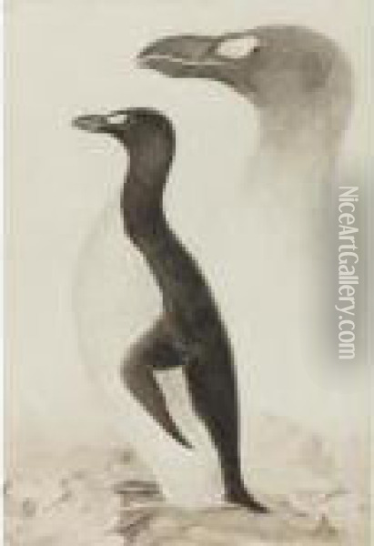 Great Auk Oil Painting - Edward Lear