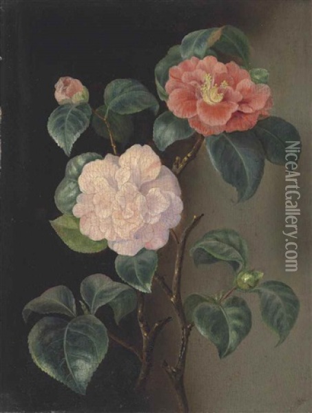 A Camellia And Roses Oil Painting - Pierre Joseph Redoute