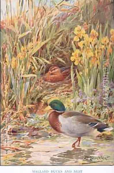 Mallard Ducks and Nest illustration from Country Days and Country Ways Oil Painting - Louis Fairfax Muckley