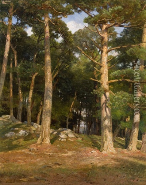 Pines In The Evening Sun Oil Painting - Hugo Darnaut