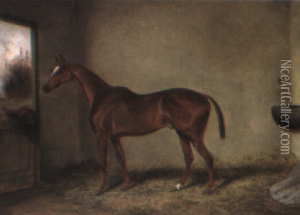 'ransom', A Bay Hunter In A Loose Box Oil Painting - Colin Graeme