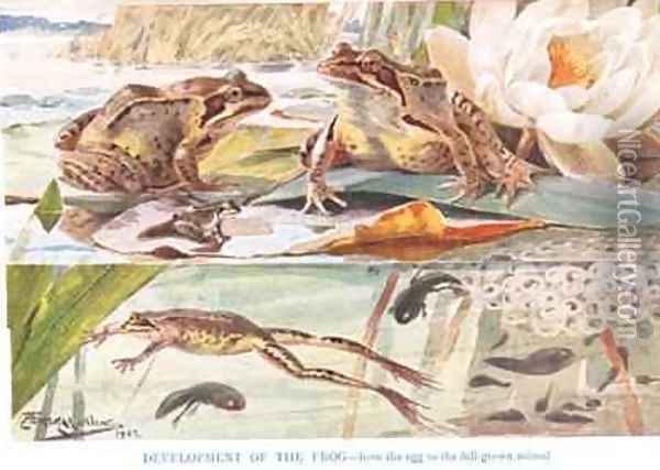 Development of the Frog illustration from Country Days and Country Ways Oil Painting - Louis Fairfax Muckley