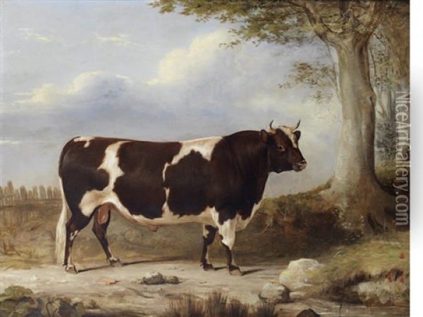 A Red And White Ayrshire Bull Oil Painting - Gourlay Steell