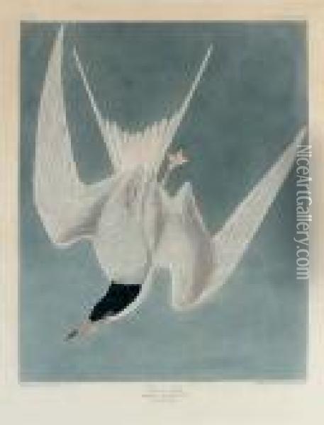 Great Tern (plate Cccix) Oil Painting - John James Audubon