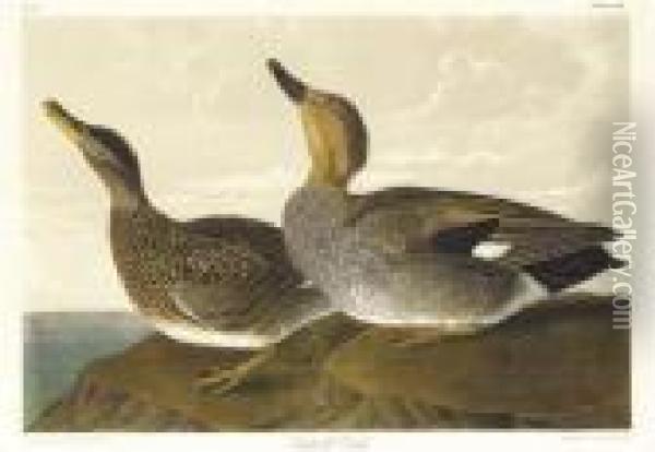 Gadwall Duck (plate 388) Oil Painting - John James Audubon