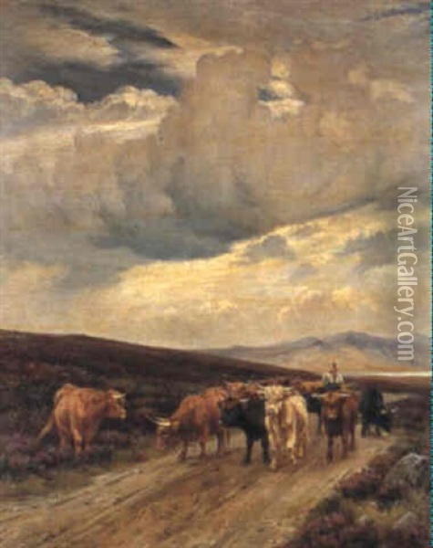 Driving Cattle In The Highlands Oil Painting - Wright Barker