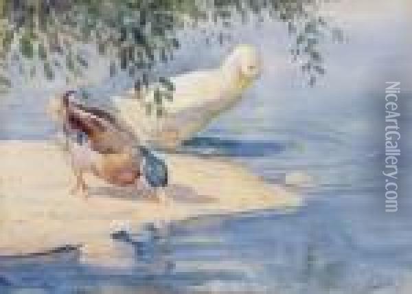 Entenpaar Am Ufer Oil Painting - Willy Tiedjen
