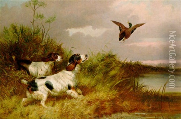 Spaniel Flushing Duck Oil Painting - Colin Graeme