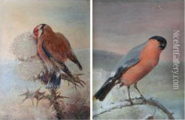 Chaffinch On A Branch Oil Painting - Richard S. Moseley