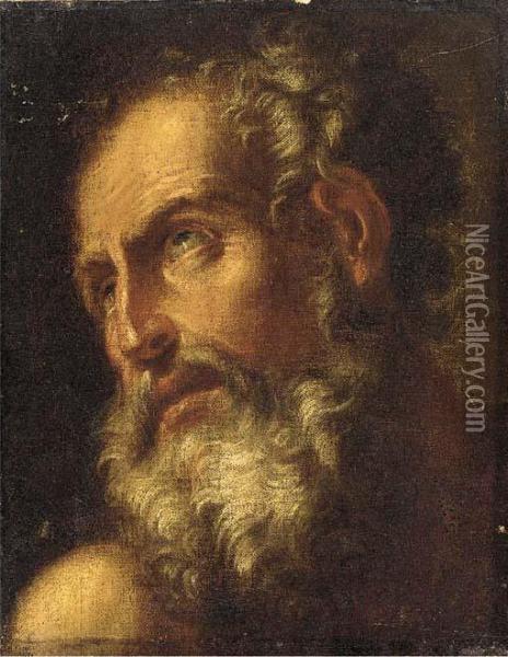 An Old Man, Head And Shoulders Oil Painting - Antonio Zanchi