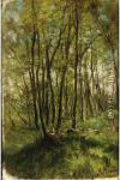 A Forest Landscape In Springtime Oil Painting - Anton Mauve