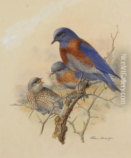 Western Bluebirds Oil Painting - Allan Brooks