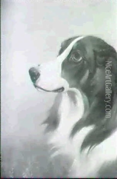 Study Of A Collie Oil Painting - Colin Graeme