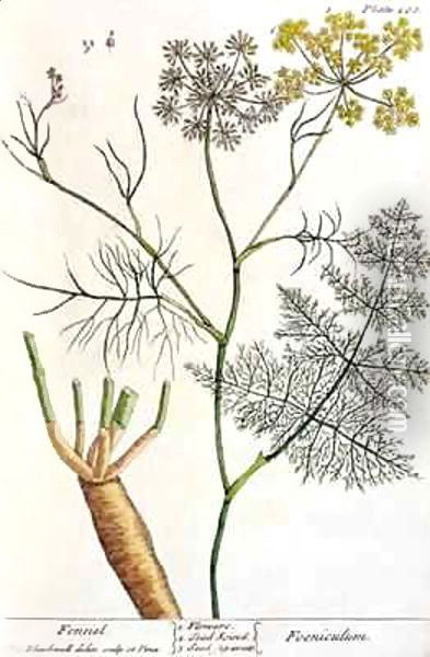 Fennel, plate 288 from 'A Curious Herbal' Oil Painting - Elizabeth Blackwell