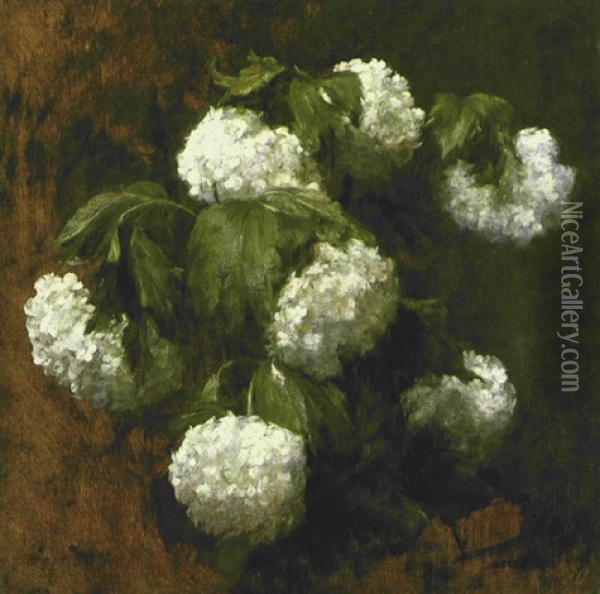 White Hydrangeas Oil Painting - Victoria Dubourg Fantin-Latour