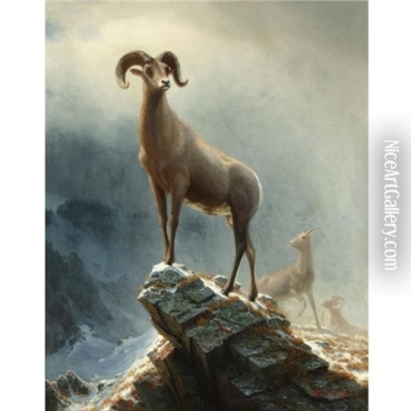 Rocky Mountain, Big Horn Sheep Oil Painting - Albert Bierstadt