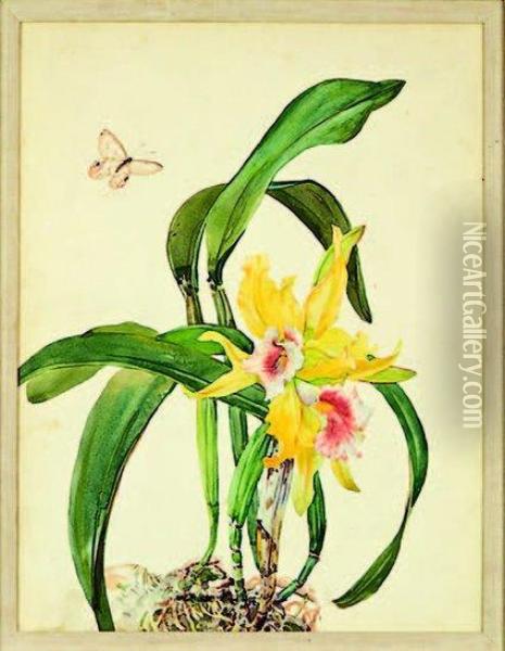 A Pair Of Cattelya Orchid Studies Oil Painting - Andrey Avinoff